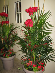 Plante 1
